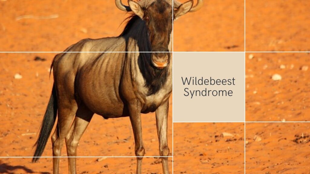 Wildebeest Syndrome